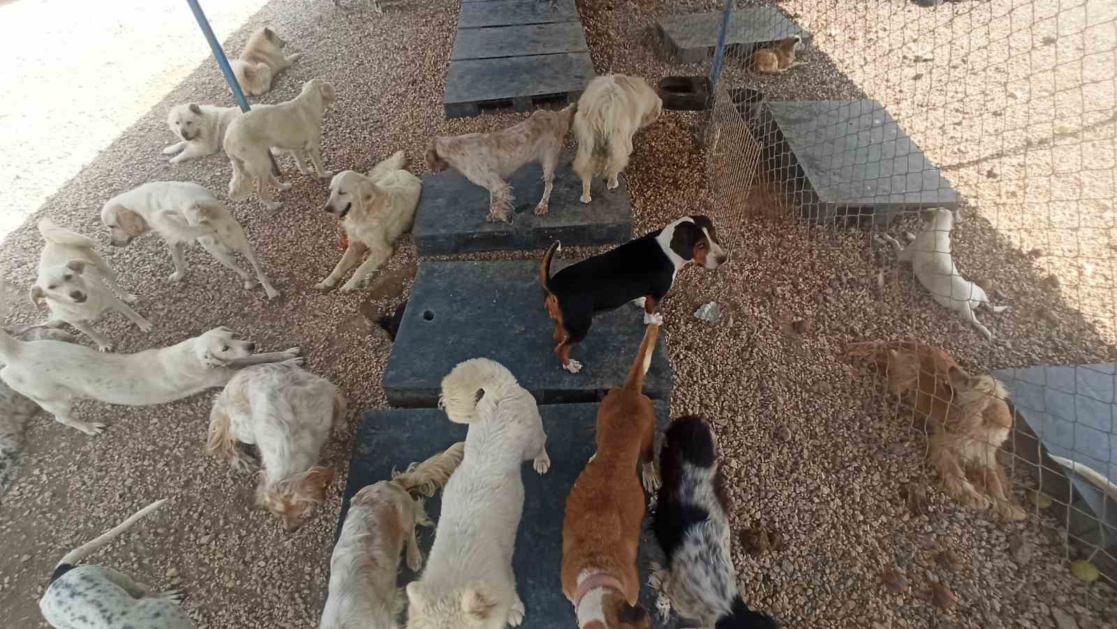 Bursalı firmadan sahipsiz hayvanlar i&ccedil;in anlamlı destek projesi
