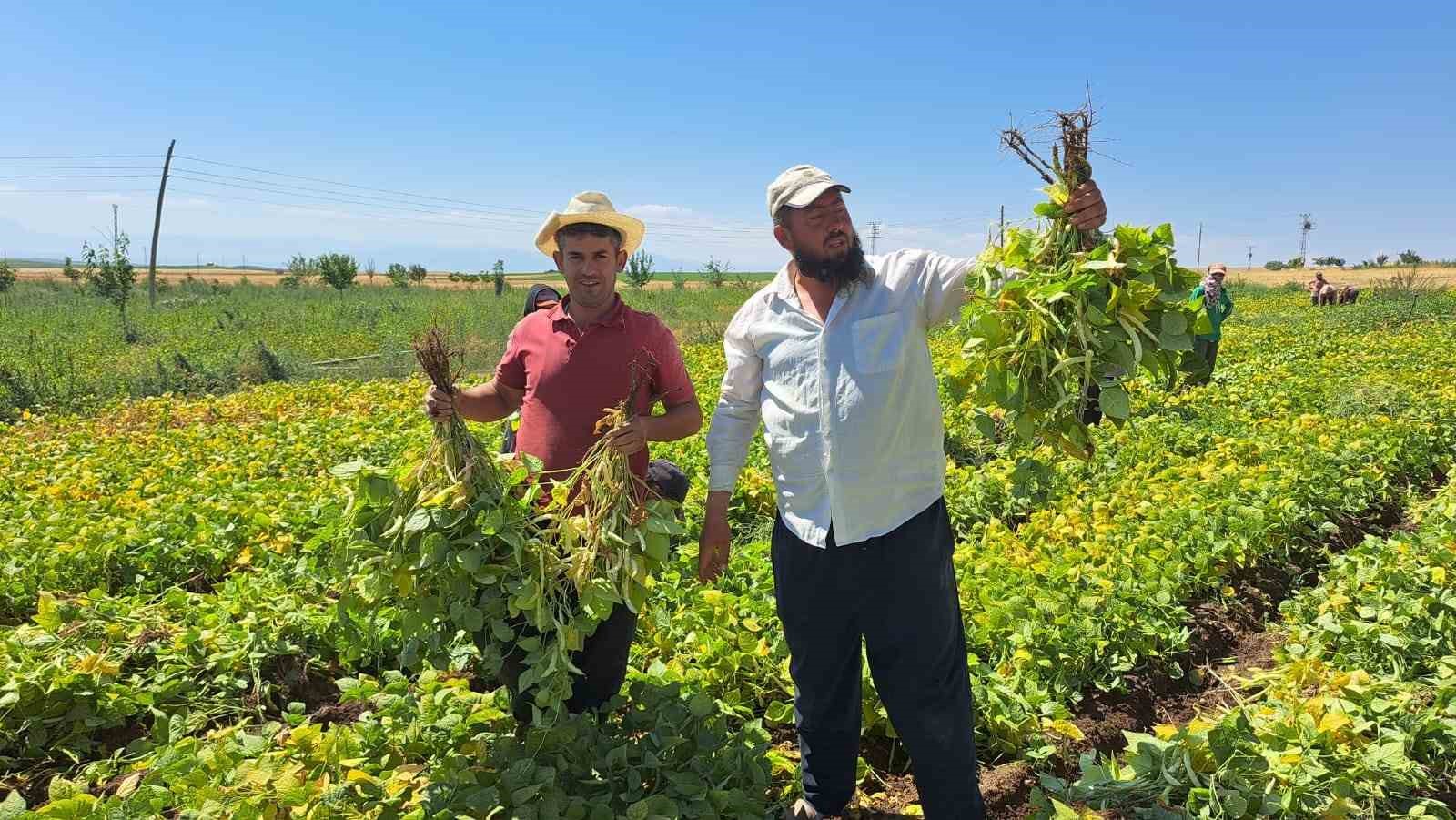 Adilcevaz&rsquo;da kuru fasulye s&ouml;k&uuml;m&uuml; başladı
