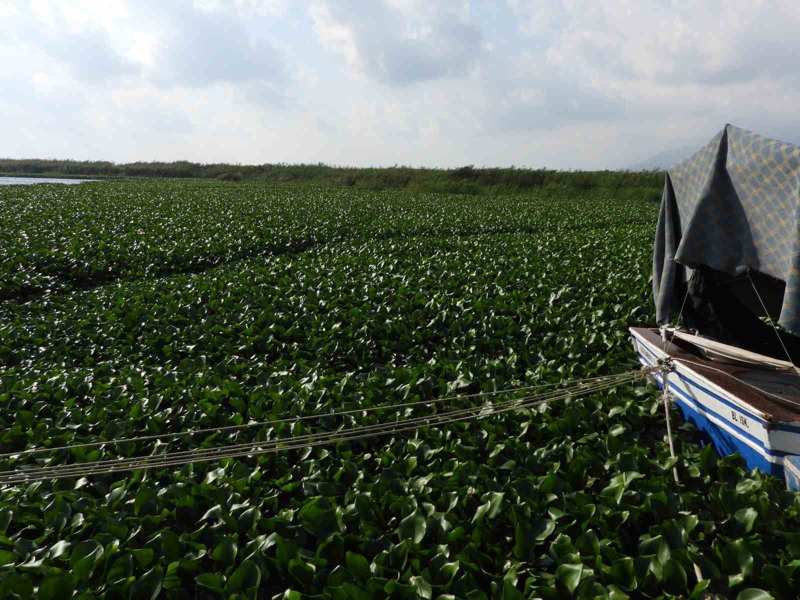 Asi Nehri&rsquo;ni su s&uuml;mb&uuml;lleri kapladı
