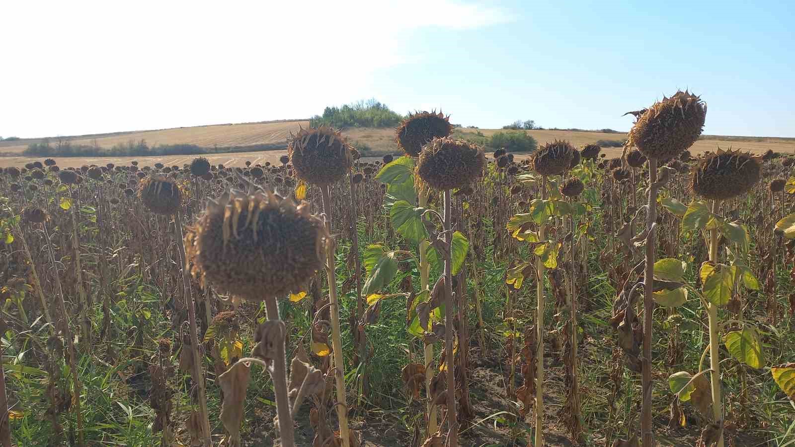 Trakya&rsquo;da kuraklık ay&ccedil;i&ccedil;eklerini vurdu
