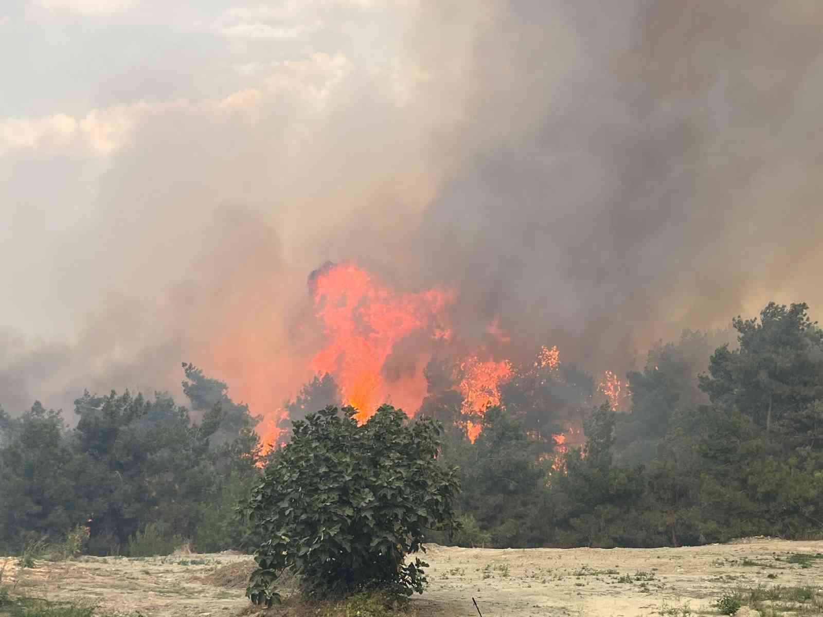 Bursa&rsquo;da orman yangını
