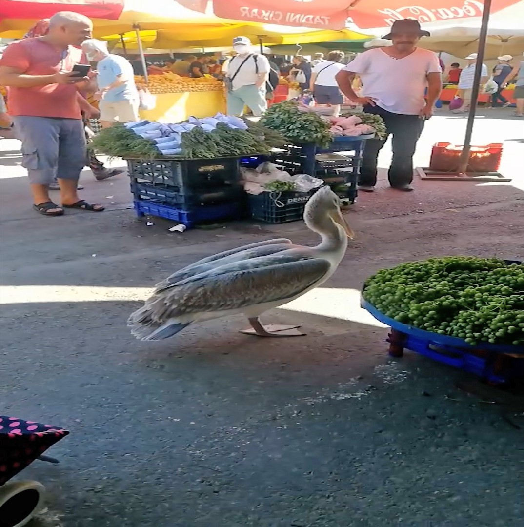 Pelikan &rsquo;Tosun&rsquo; bu yaz da Fo&ccedil;a&rsquo;yı tercih etti
