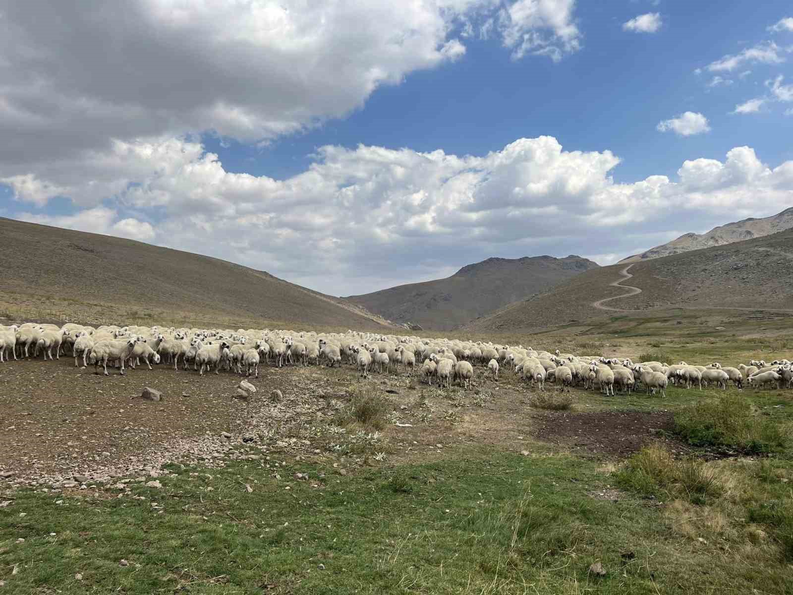 Malatya’da 25 bin TL’ye çoban bulunamıyor