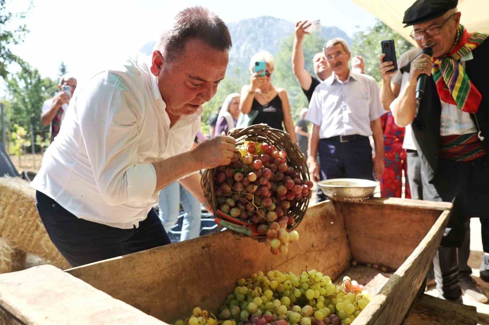 Antalya Gastronomi Festivali’nin ikinci gününde mor üzüm hasadı