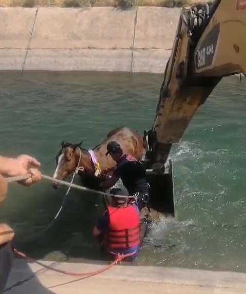 Batman’da sulama kanalına düşen at kepçe yardımıyla kurtarıldı