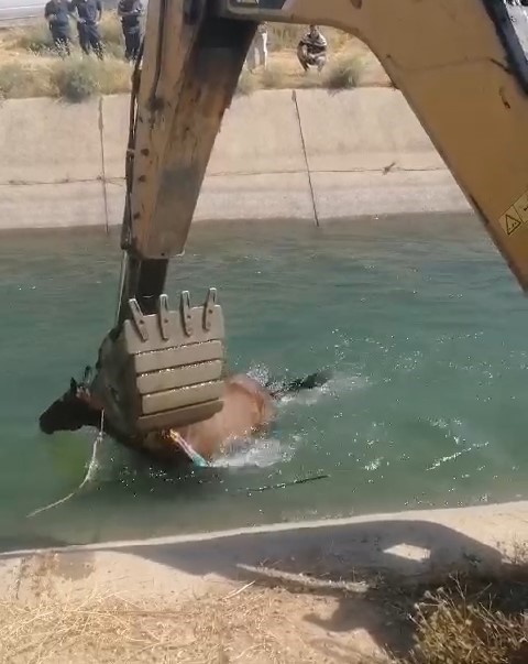 Batman’da sulama kanalına düşen at kepçe yardımıyla kurtarıldı