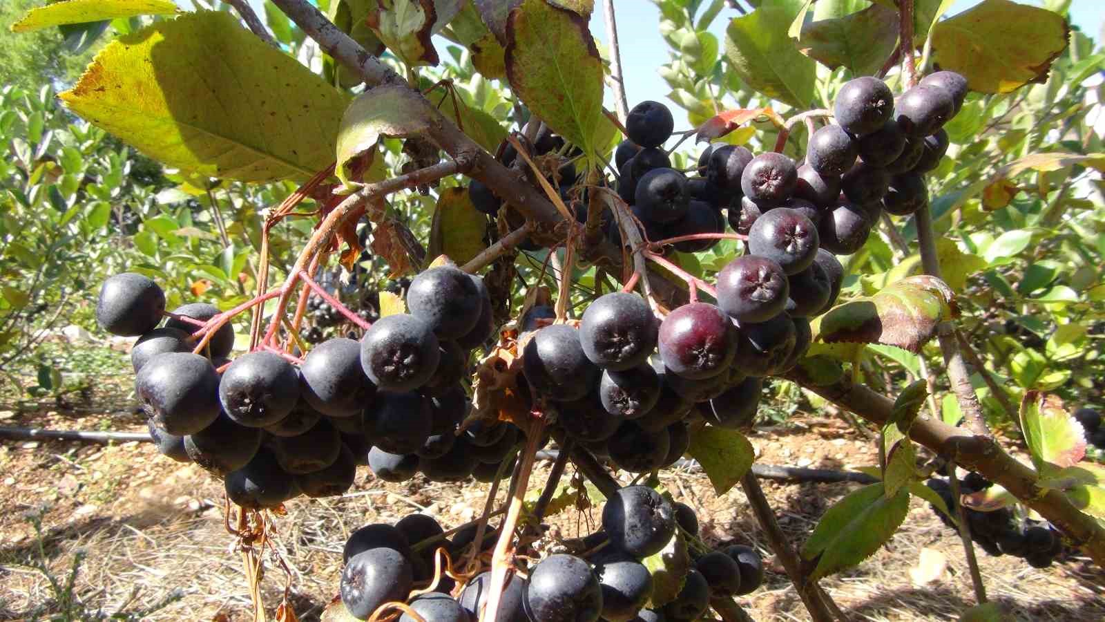 İhracata giden "aronya" s&uuml;per meyvenin ilk hasadı yapıldı
