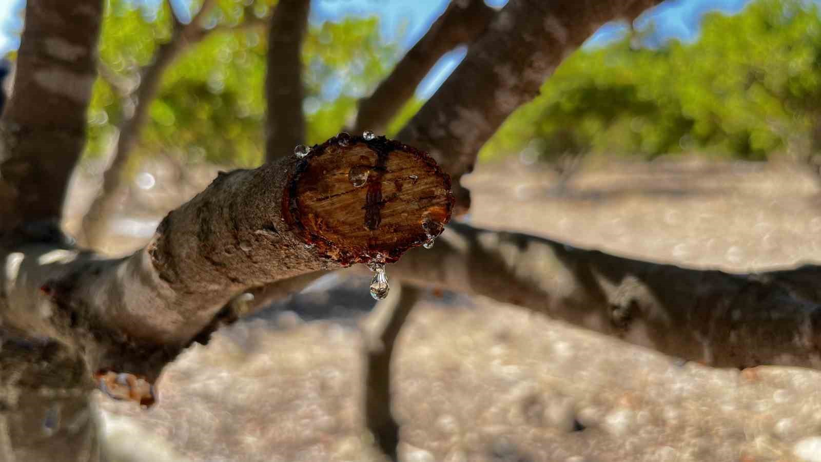 10 yıl önce dikilen sakız ağaçlarına ilk çizikler atıldı