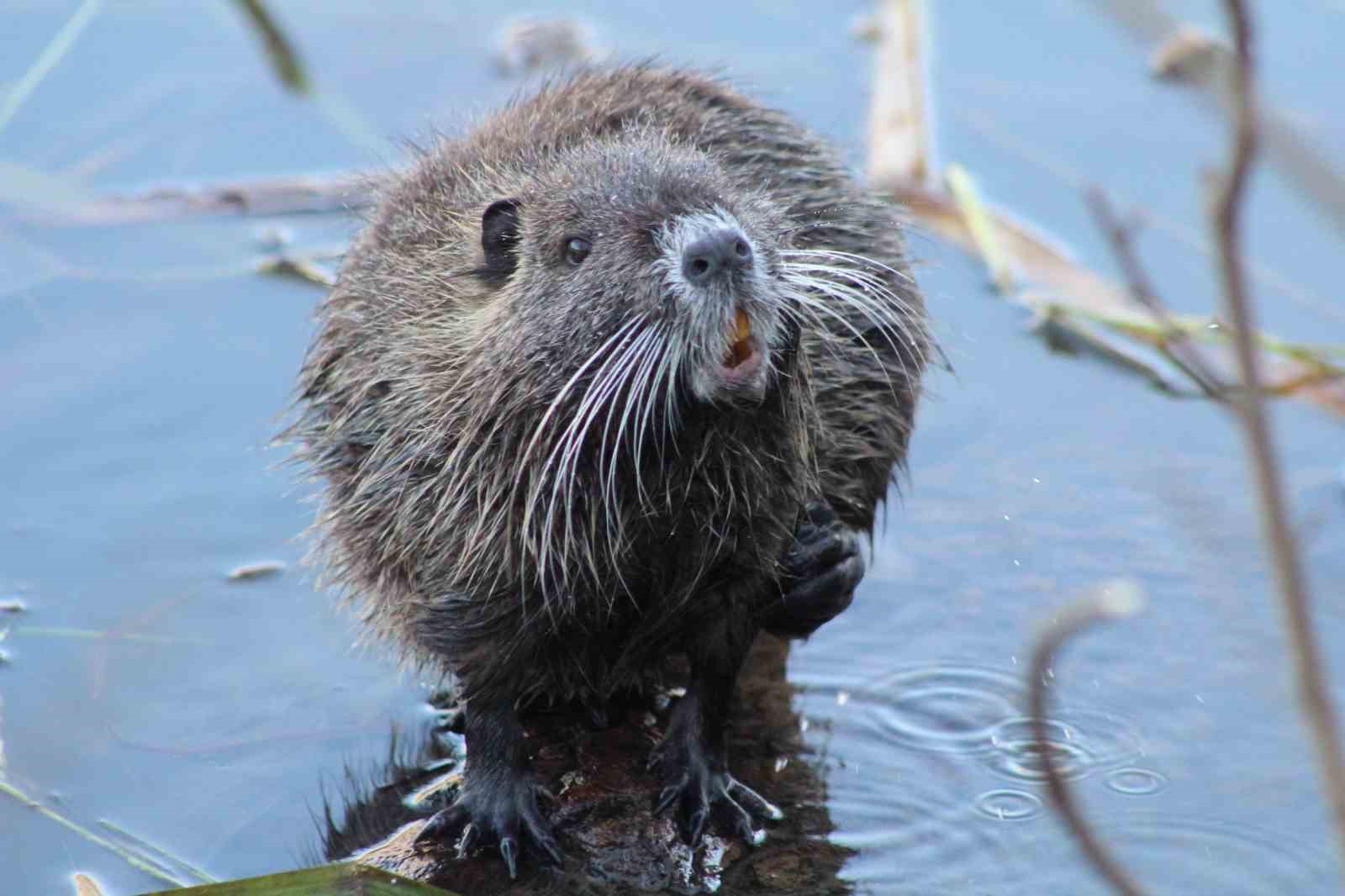 Edirne’de su maymunlarına konuşan adam görenleri hayret ettiriyor