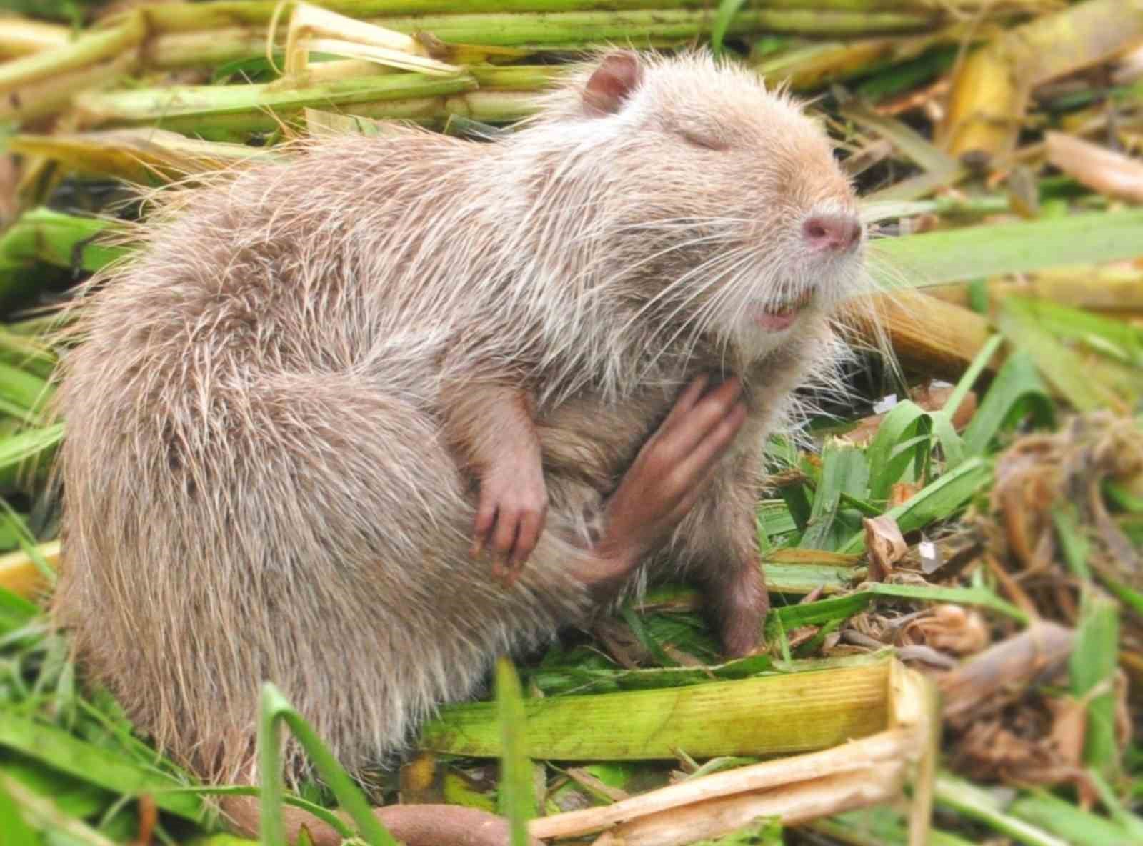 Edirne&rsquo;de su maymunlarına konuşan adam g&ouml;renleri hayret ettiriyor

