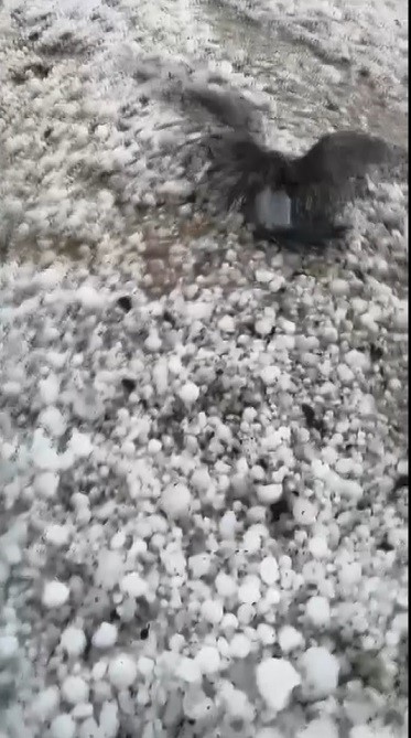 Arpaçay’ı dolu vurdu, çok sayıda kuş telef oldu