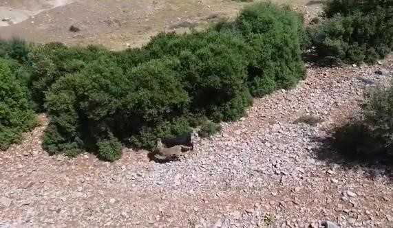 Teknolojik çoban sürüye saldıran kurdu dronla adım adım takip etti
