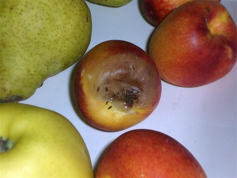 Akdeniz Meyve Sineğine ile m&uuml;cadele d&ouml;nemi başladı
