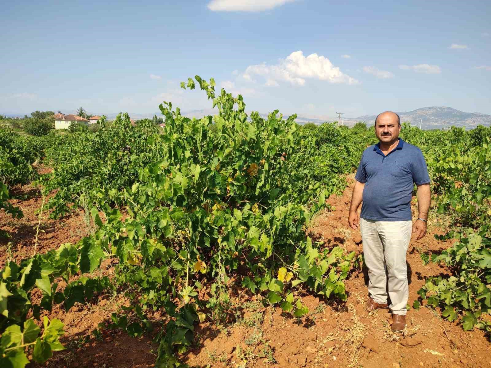 Çal karasında hasat devam ediyor
