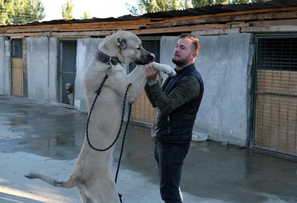 Avrupa &uuml;lkelerinden bile talep g&ouml;ren saf ırk k&ouml;pekler, Erzincan&rsquo;da yetiştiriliyor
