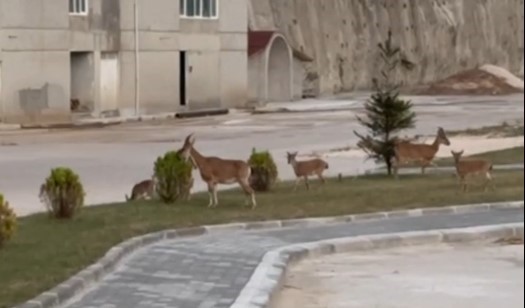 Artvin’de dağ keçilerinin keyifli halleri görüntülendi