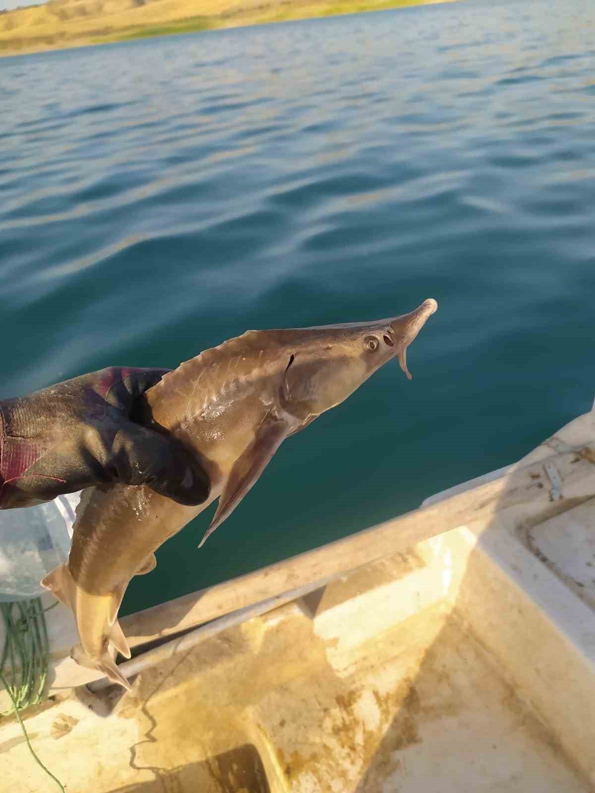 Atat&uuml;rk Barajında ilk kez Mersin Balığı g&ouml;r&uuml;ld&uuml;
