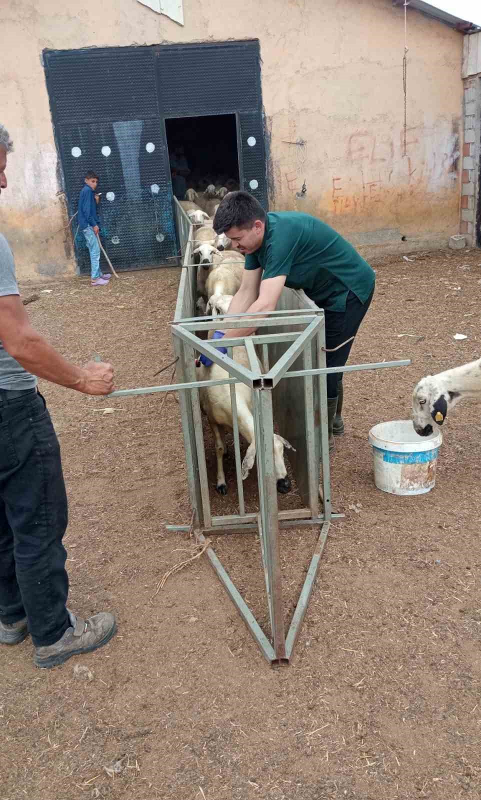 K&uuml;&ccedil;&uuml;kbaş hayvanların aşı ve k&uuml;pe takma işlemleri daha hızlı yapılacak
