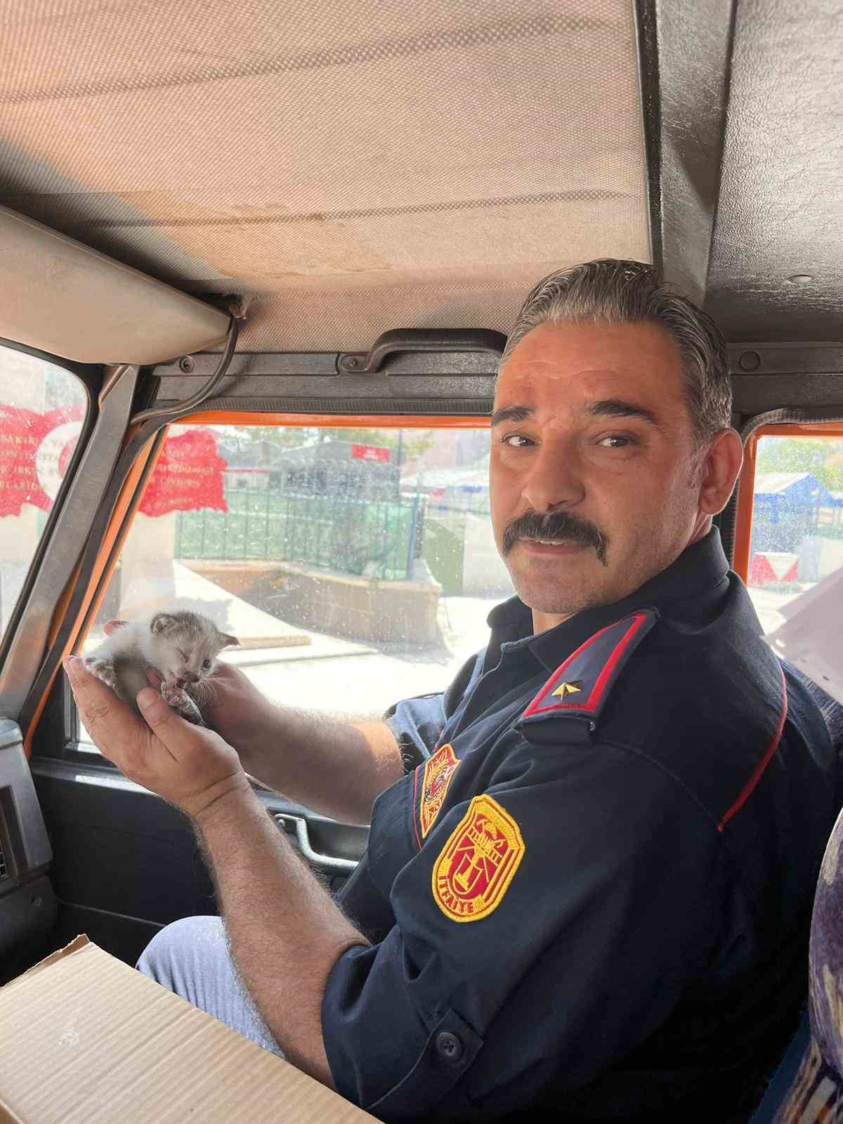 Kars’ta yaralı yavru kedi emin ellerde