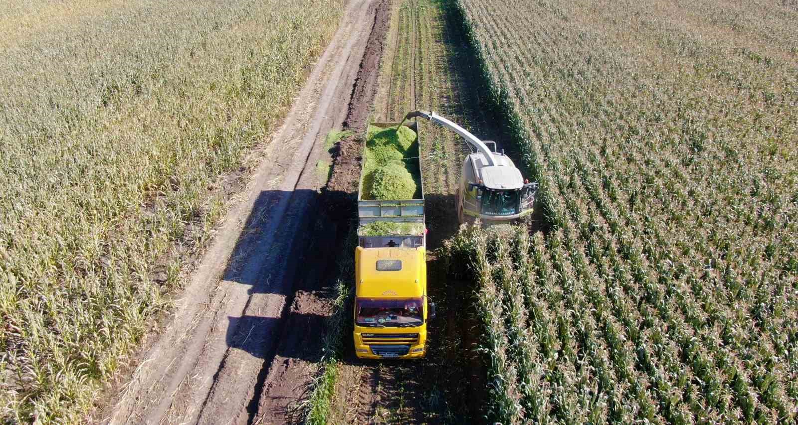 Erzincan&rsquo;da silajlık mısırın hasadı yapılıyor
