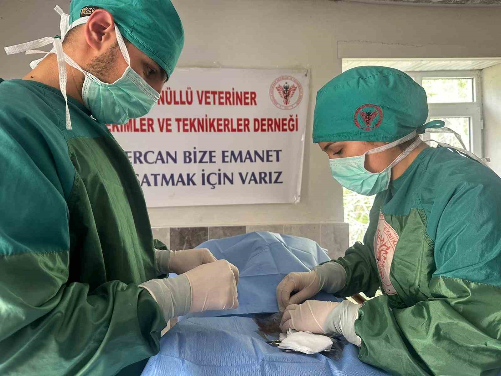 Hozat’ta Sokak hayvanları için çalışma başlatıldı