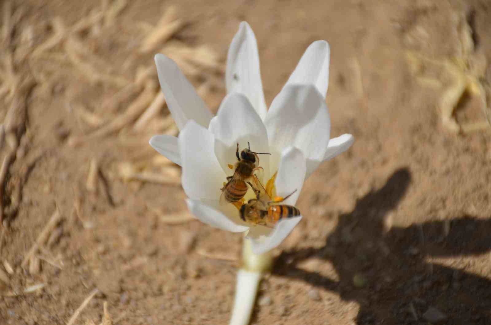 Şırnak&rsquo;ta yılın son &ccedil;i&ccedil;ekleri a&ccedil;tı
