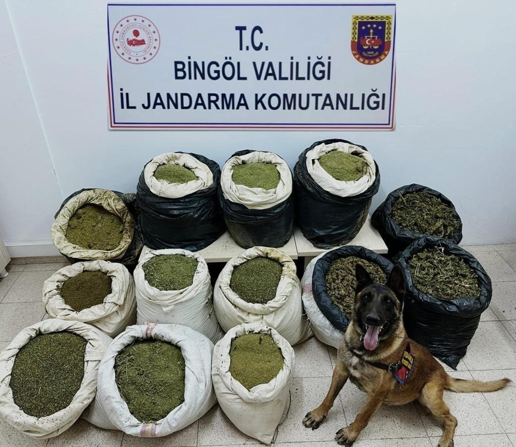 Bingöl’de 3 milyon kök kenevir ve 150 kilo toz esrar ele geçirildi