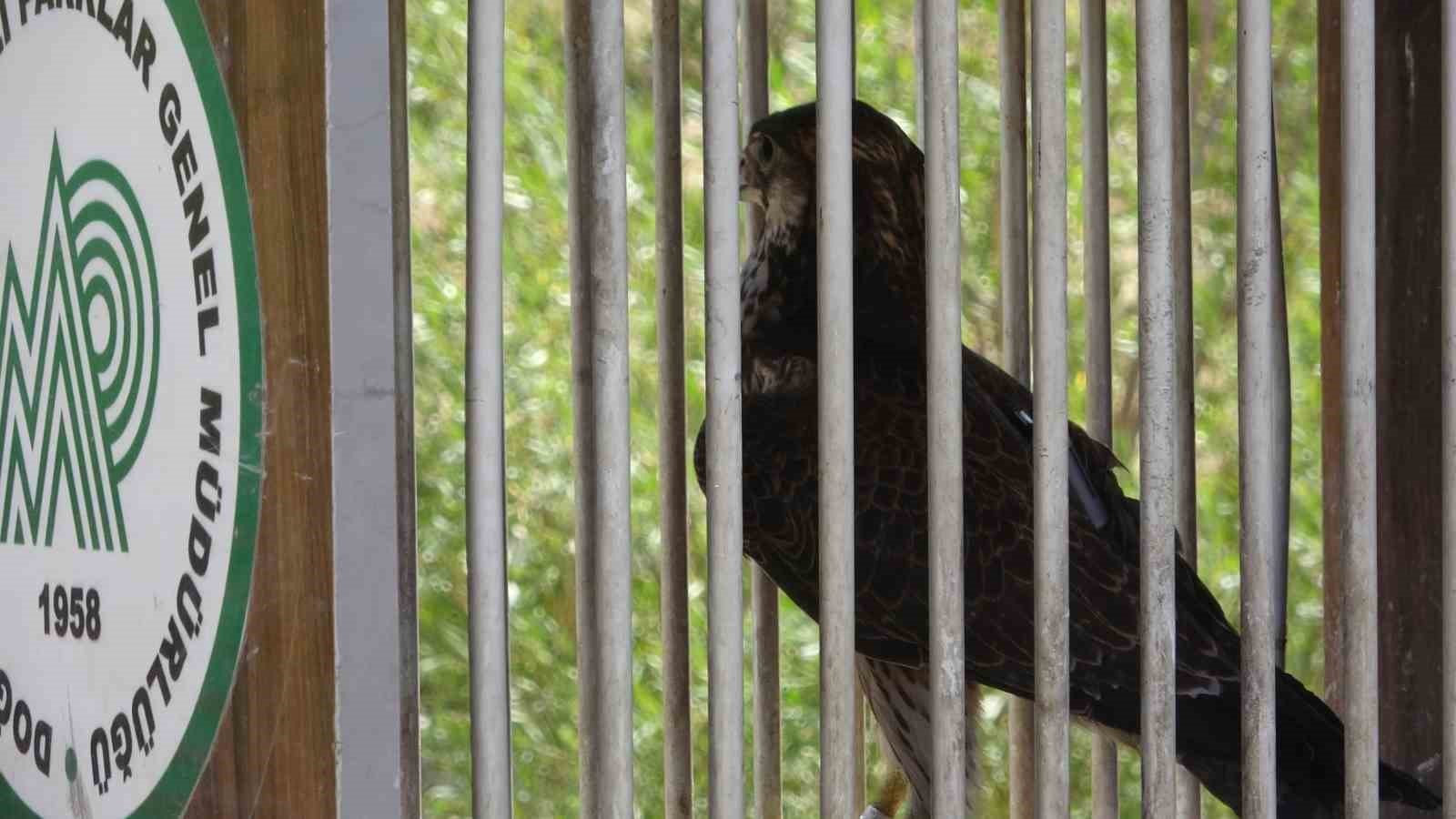 İsrail’de halkalanan gökdoğan kuşu tedavisinin ardından özgürlüğe kanat çırptı
