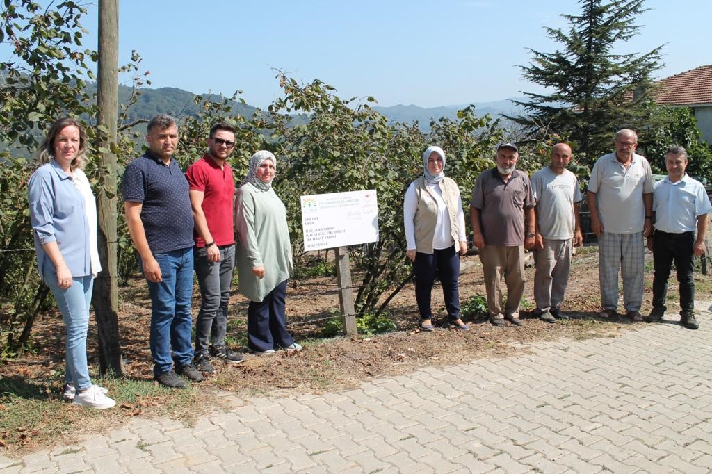 İyi tarım uygulamalarıyla üretilen fındığın hasadı başladı