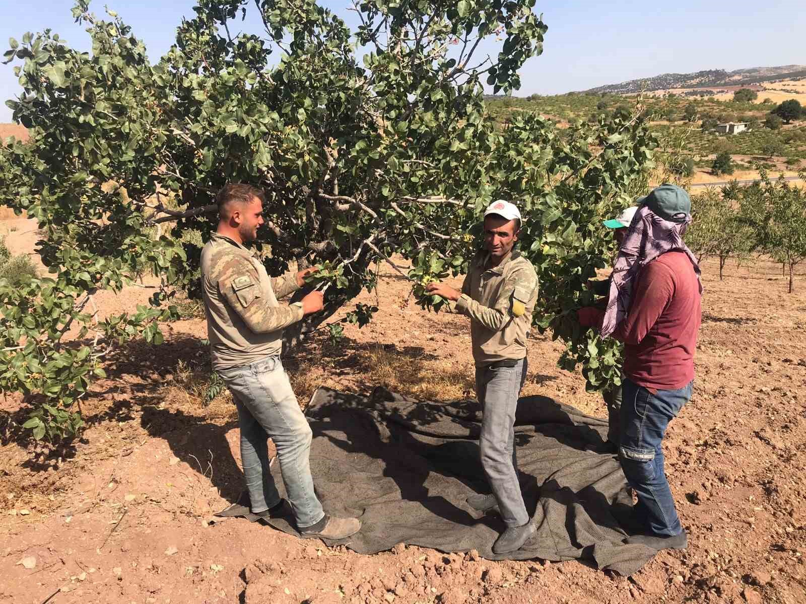 Besni’de Antep Fıstığı hasadı başladı