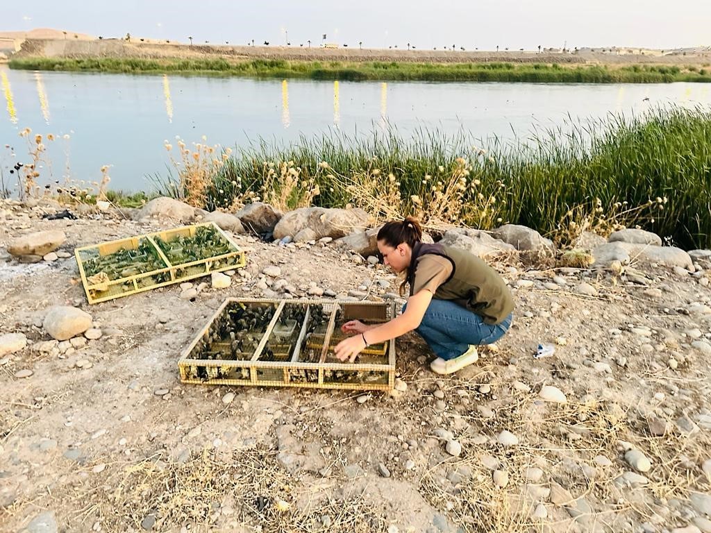 Irak’tan Şırnak’a yasa dışı yollarla getirilen bin 600 saka kuşu koruma altına alındı