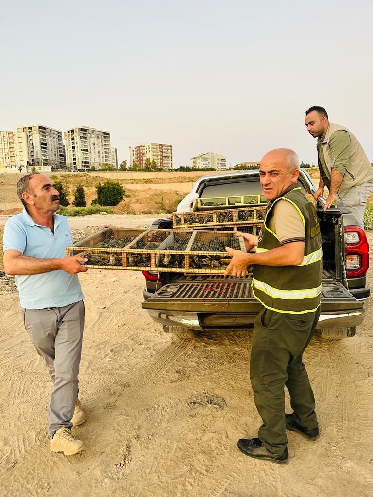 Irak&rsquo;tan Şırnak&rsquo;a yasa dışı yollarla getirilen bin 600 saka kuşu koruma altına alındı
