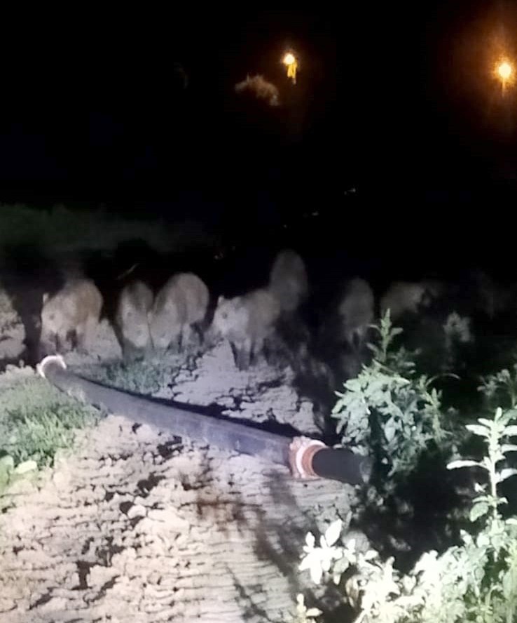 Domuz s&uuml;r&uuml;s&uuml; ekili alanlara zarar verdi
