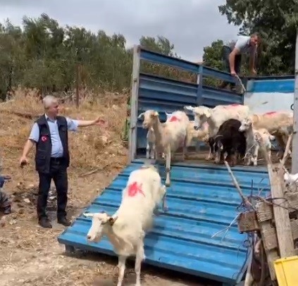 &Ccedil;anakkale&rsquo;de orman yangınlarının yaraları sarılmaya devam ediyor
