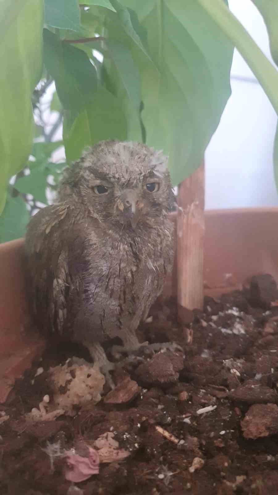 Bing&ouml;l&rsquo;de bitkin halde bulunan kukumav kuşu tedavisinin ardından doğaya salındı
