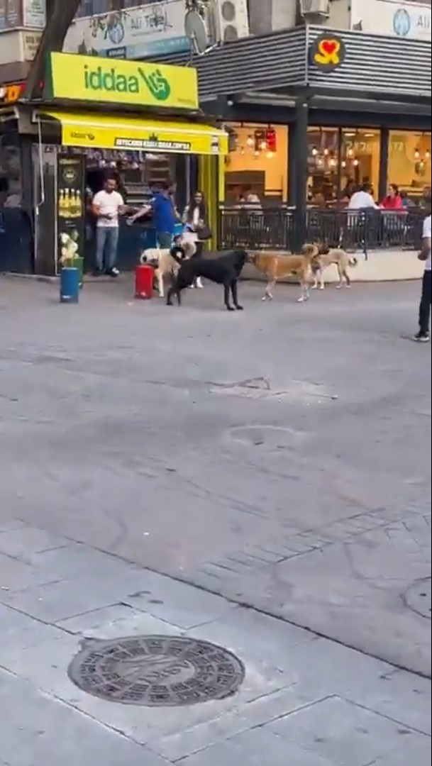 Başıboş sokak köpekleri, küçük çocuğu olan bir kadının etrafını çevirdi