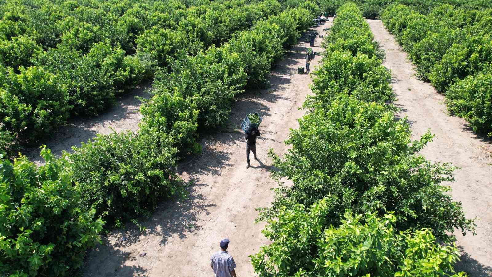 Limonda hasat başladı, verim yüzleri güldürdü İhlas Haber Ajansı