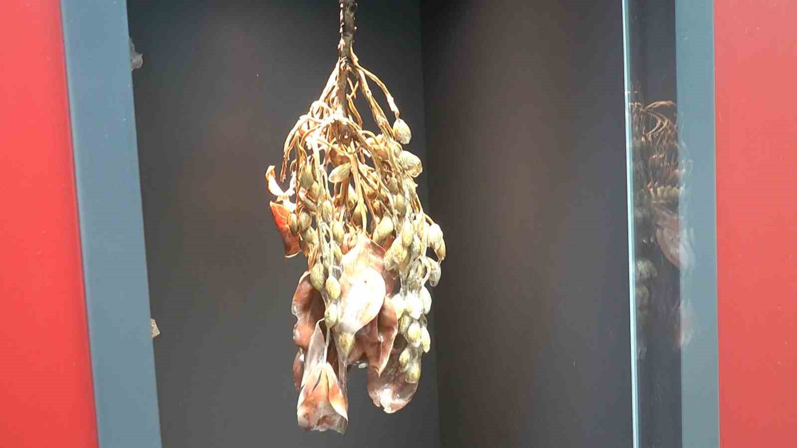 Fıstığın başkenti Gaziantep’te fıstığın tarihine yolculuk
