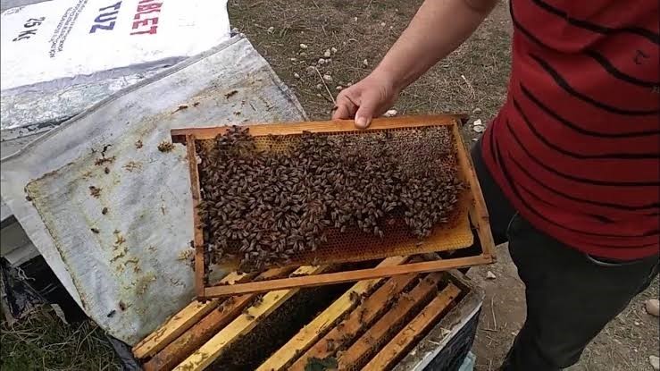 Siirt’te arıcılara 3 bin adet kovan hibe edilecek