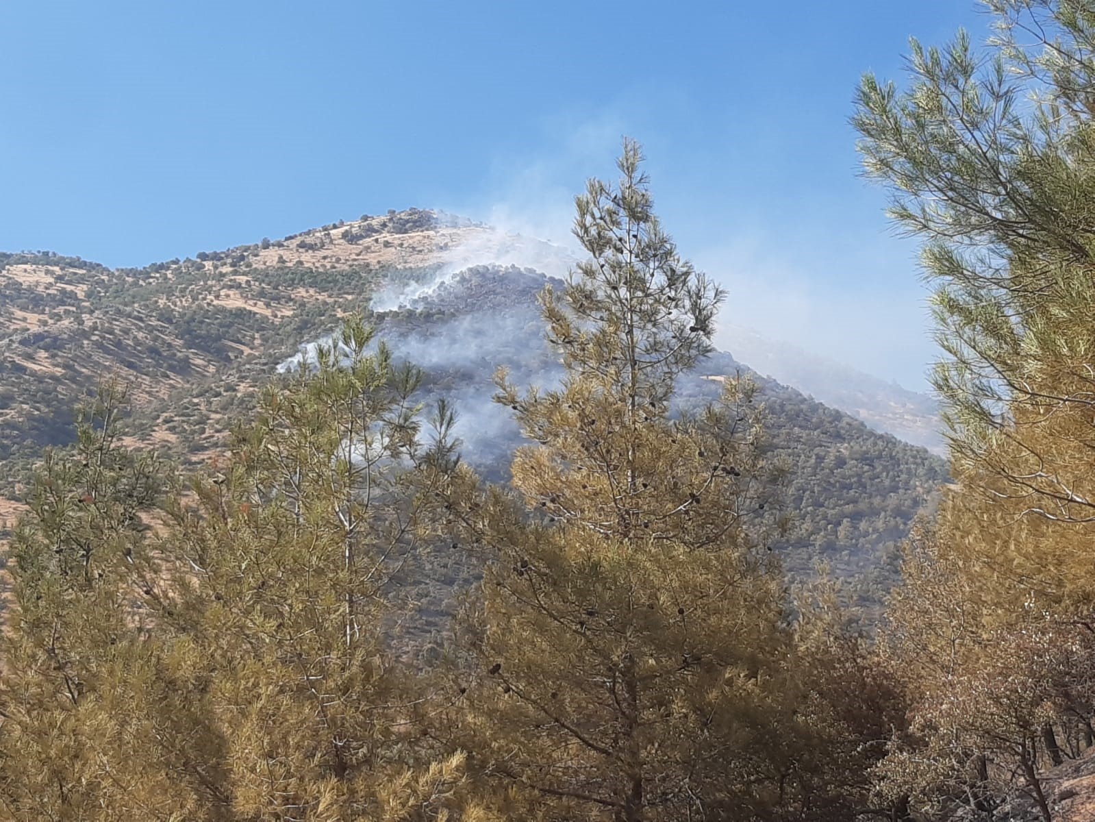 Kahramanmaraş’ta orman yangını