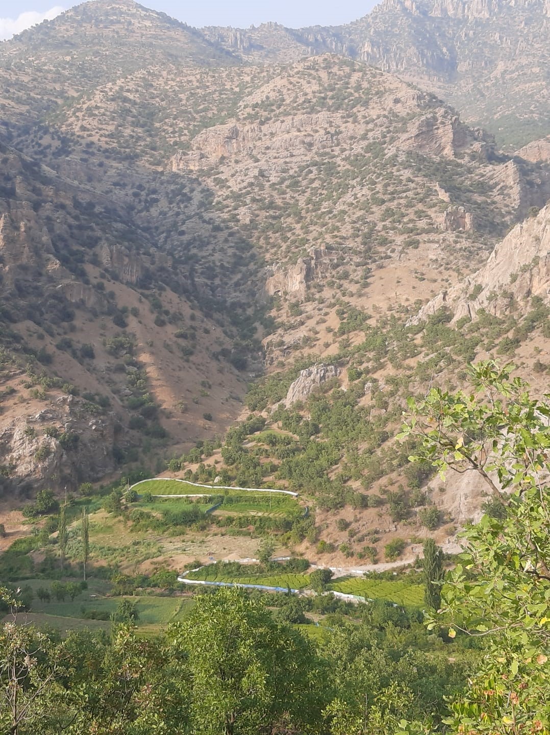 &Ccedil;eltik &uuml;reticilerinden yaban domuzları i&ccedil;in brandalı &ccedil;&ouml;z&uuml;m
