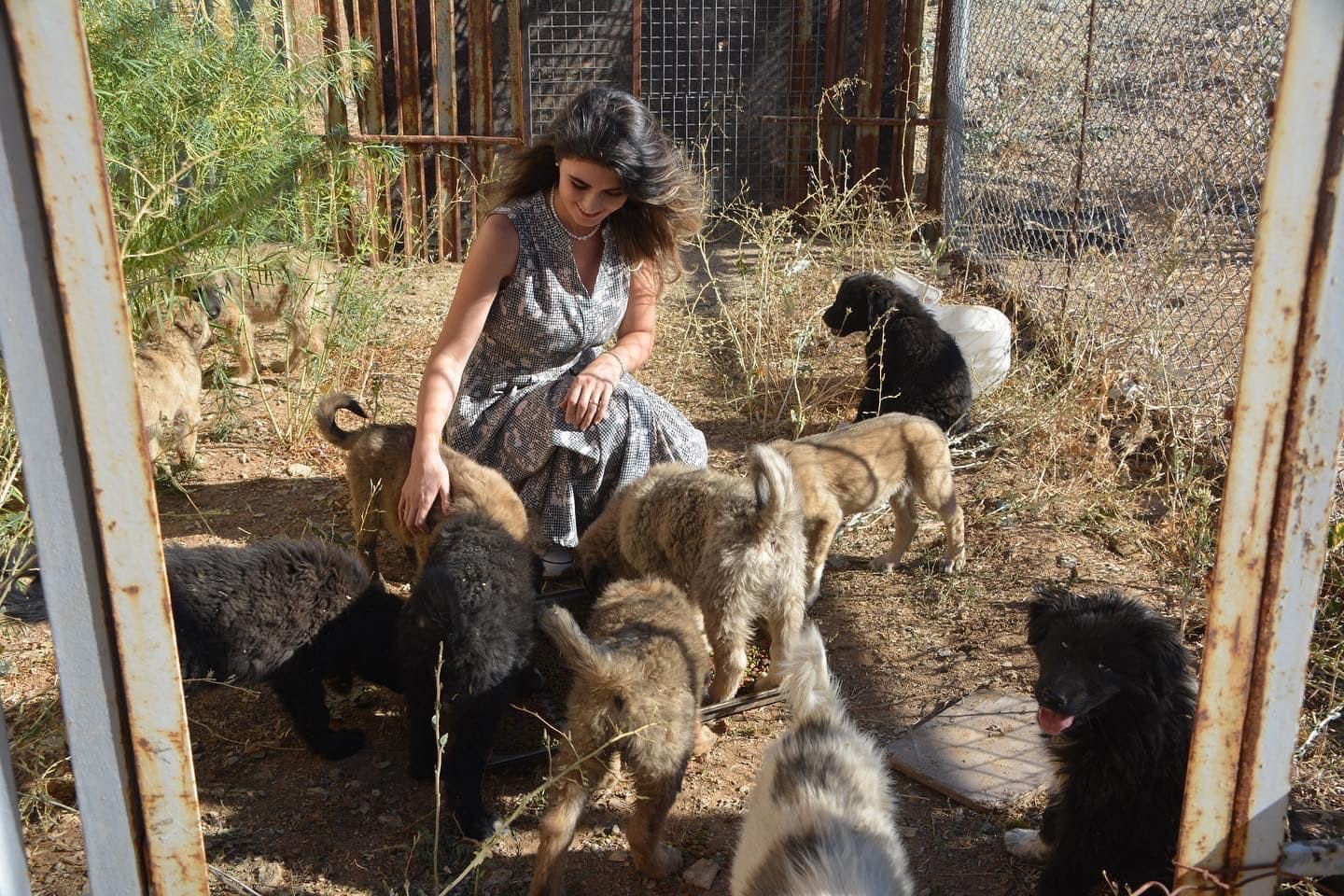 Sahipsiz yavru köpeklere kaymakam ve eşi sahip çıktı