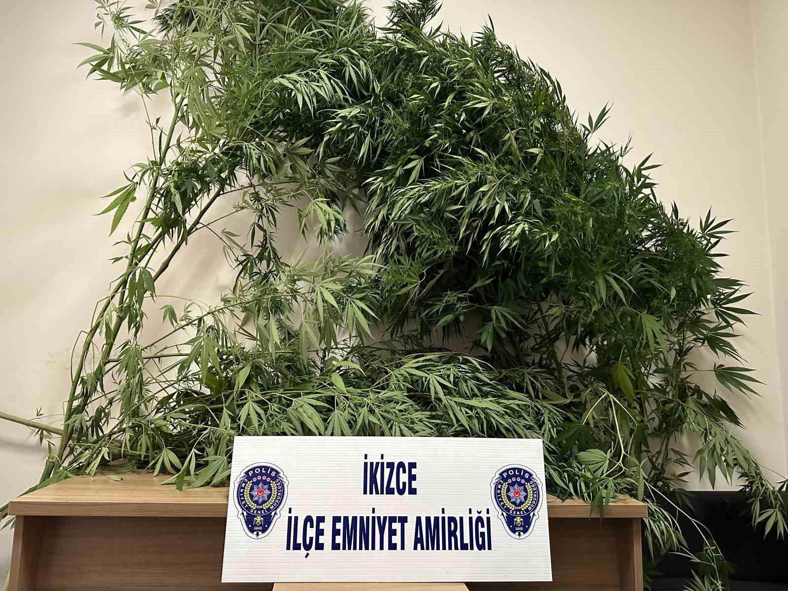 Ordu’da bir kişinin evinin bahçesinde boyu 2 metreyi bulan 70 adet kök kenevir ele geçirildi