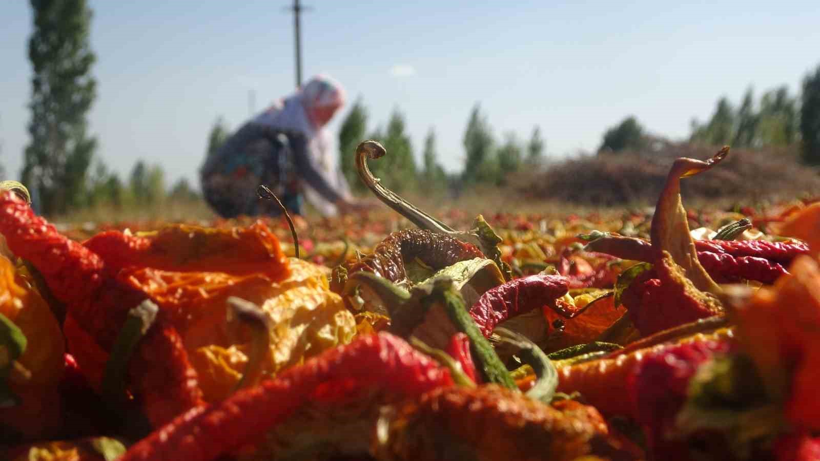 Muşlu çiftçiler ata tohumundan ürettikleri 50 ton sebzeyi hem kurutup hem de taze olarak satıyor