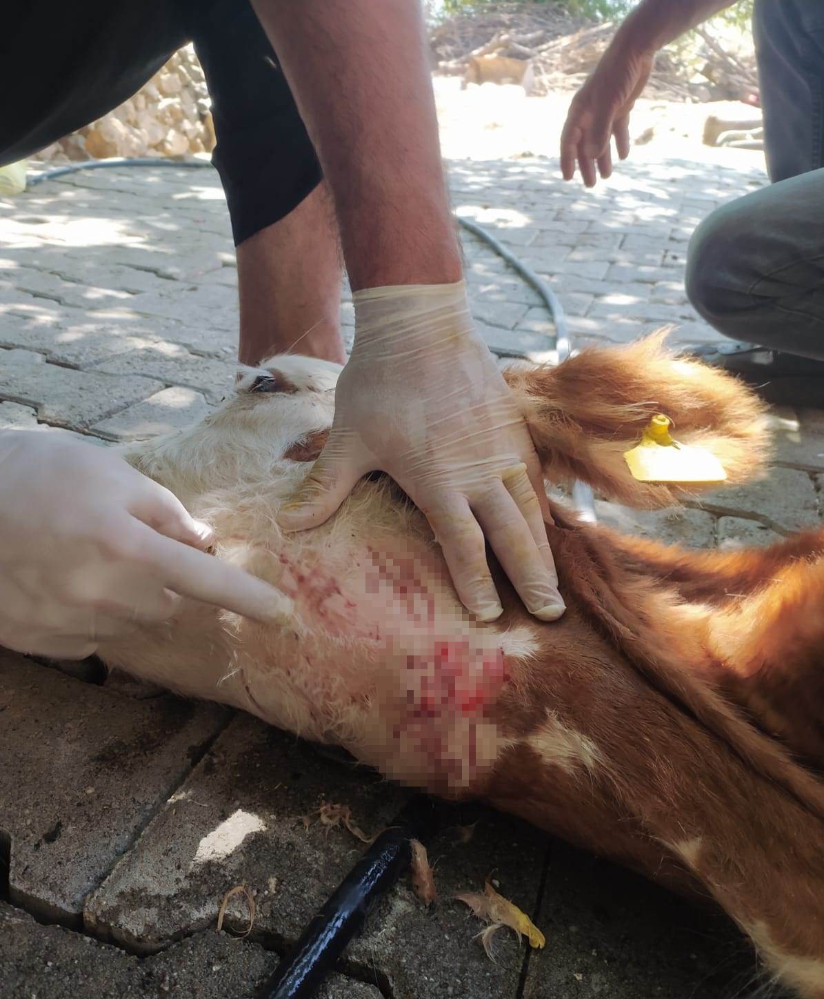 Batman’da sokak köpekleri besicilerin korkulu rüyası haline geldi