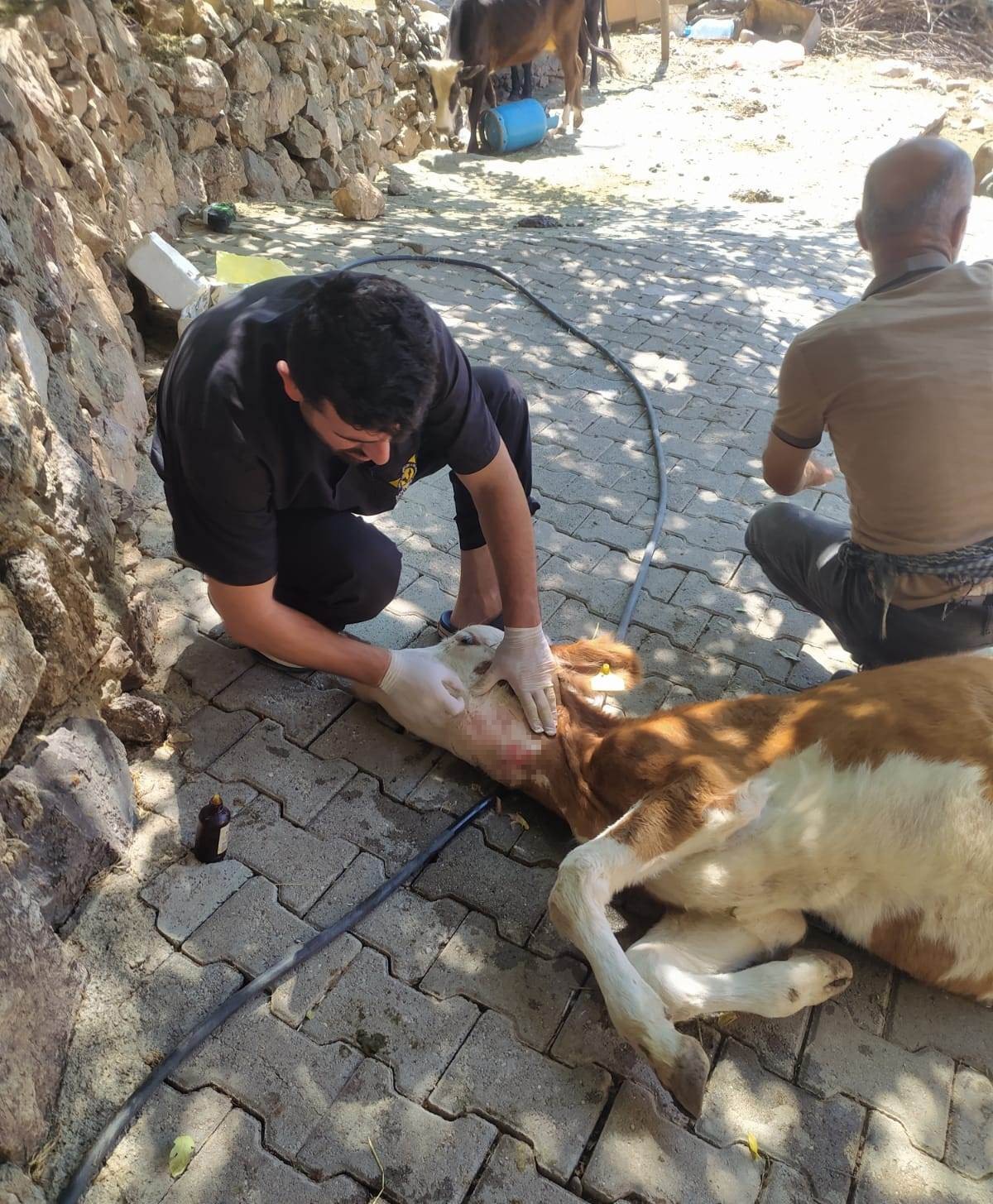 Batman’da sokak köpekleri besicilerin korkulu rüyası haline geldi