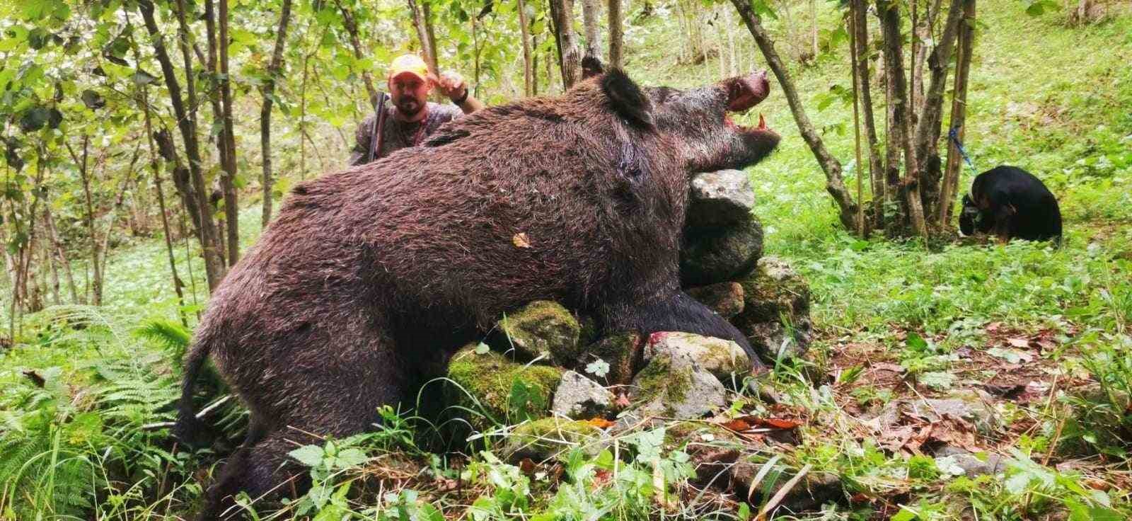 Trabzonlu avcılar 300 kiloluk domuz avladı
