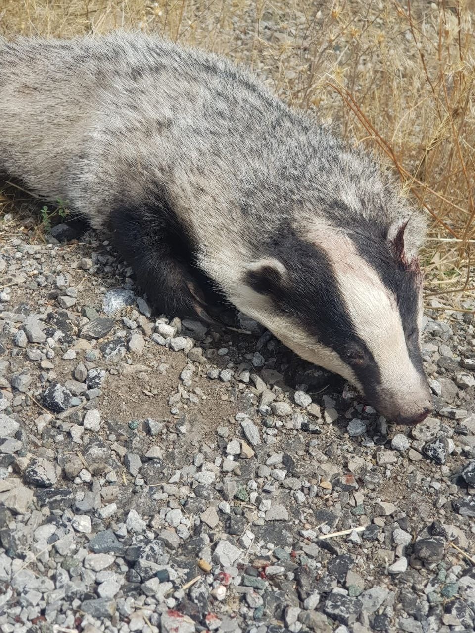 Türkiye’de nadir görülüyordu, ölüsü bulundu