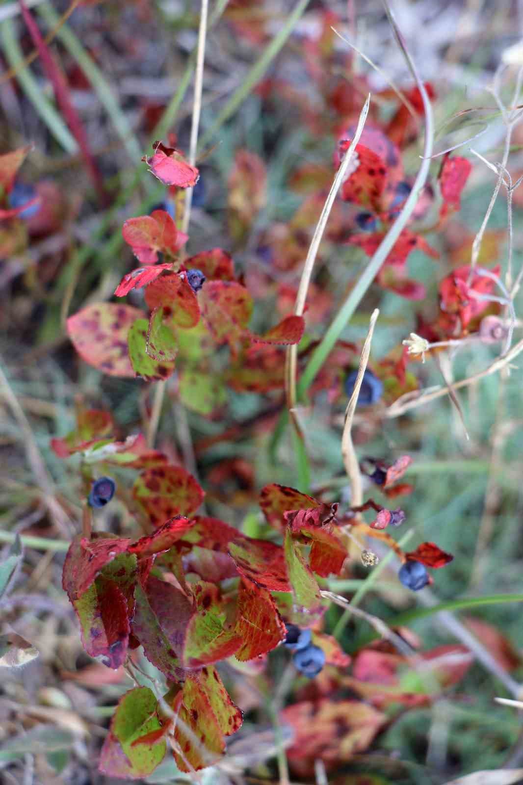 Hem yürüyüş yaptılar, hem likarpa topladılar