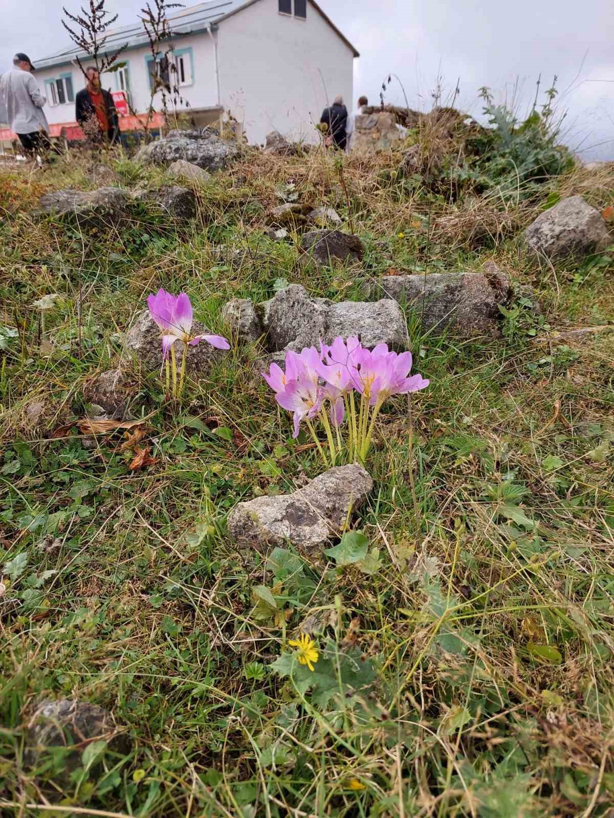 Kışın habercisi Vargit &Ccedil;i&ccedil;ekleri G&uuml;m&uuml;şhane yaylalarında kendini g&ouml;stermeye başladı
